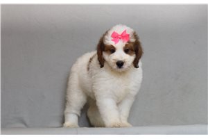 Maggie - Bernedoodle, Mini for sale
