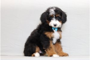 Tonto - Bernedoodle, Mini for sale