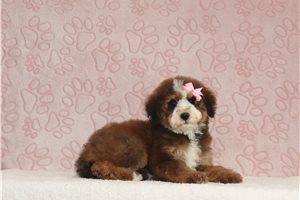 Makayla - Bernedoodle, Mini for sale