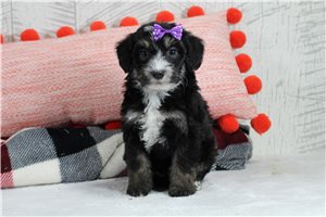 Heather - puppy for sale