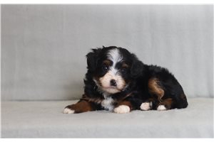 Journey - Bernedoodle, Mini for sale