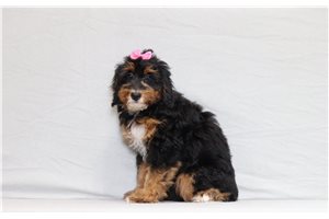 Allegra - Bernedoodle, Mini for sale