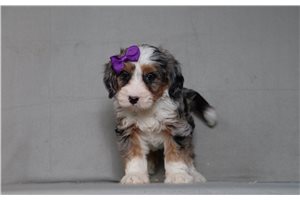 Iris - Bernedoodle, Mini for sale