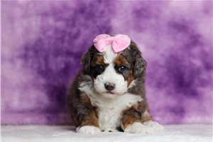 Willow - Bernedoodle, Mini for sale