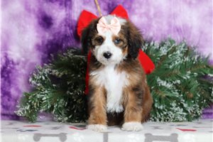 Addison - Bernedoodle, Mini for sale