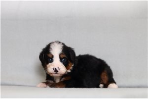 Dixon - Bernedoodle, Mini for sale