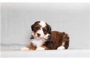 Velvet - Bernedoodle, Mini for sale