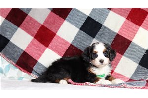 Ericson - Bernedoodle, Mini for sale