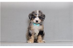 Akiro - Bernedoodle, Mini for sale