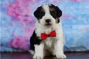 Rainier - Bernedoodle, Mini for sale