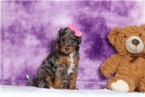 Jenna - Bernedoodle, Mini for sale