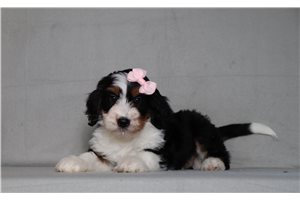 Irene - Bernedoodle, Mini for sale