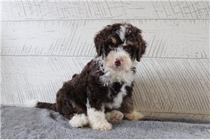 Glider - Bernedoodle, Mini, placed in Zanesville / Cambridge
