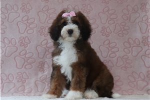 Vera - Bernedoodle, Mini for sale