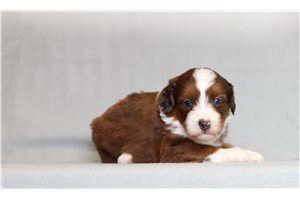 Vanda - Bernedoodle, Mini for sale