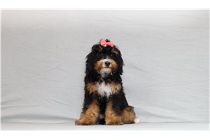 Ingrid - Bernedoodle, Mini for sale