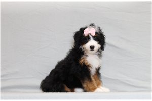 Ivory - Bernedoodle, Mini for sale