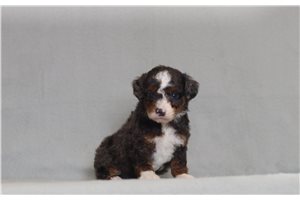 Joseph - Bernedoodle, Mini for sale