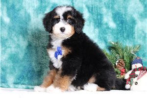 Shiloh - Bernedoodle, Mini for sale