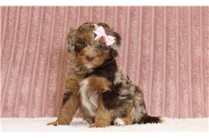 Liana - Mini Bernedoodle for sale