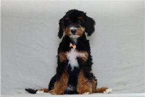 Abner - Bernedoodle, Mini for sale