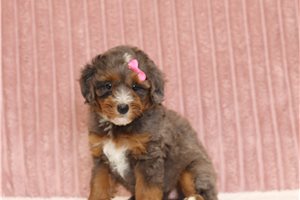 Juliet - Mini Bernedoodle for sale