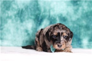 Gabriel - Bernedoodle, Mini for sale