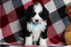 August - Bernedoodle, Mini for sale