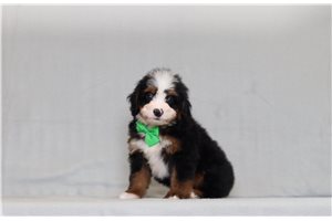 Dixon - Bernedoodle, Mini for sale
