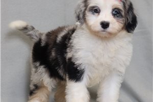 Adeline - Bernedoodle, Mini for sale