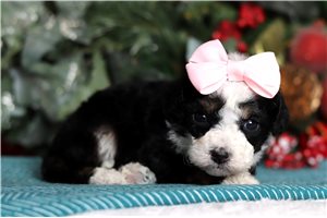 Jada - Bernedoodle, Mini for sale