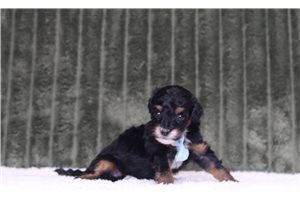 Louis - Mini Bernedoodle for sale