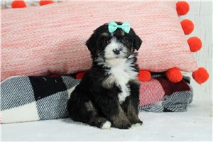 Heaven - puppy for sale