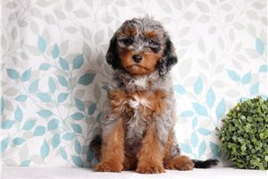 James - Bernedoodle, Mini for sale