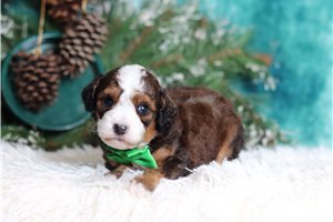Loyal - Bernedoodle, Mini for sale