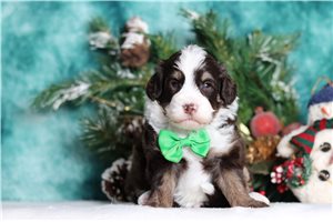 Ewan - Bernedoodle, Mini for sale
