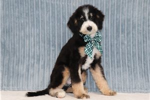 Kingston - Mini Bernedoodle for sale