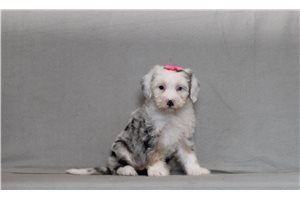 Bloom - Bernedoodle, Mini for sale