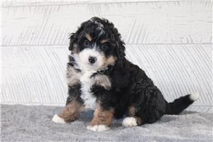 Gill - Bernedoodle, Mini for sale