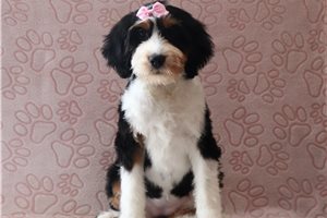 Irene - Bernedoodle, Mini for sale