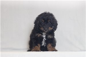 Peace - Bernedoodle, Mini for sale