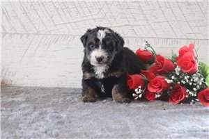 Atticus - Bernedoodle, Mini for sale