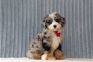 Akiro - Bernedoodle, Mini for sale