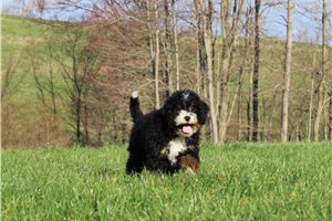 Charles - Bernedoodle, Mini for sale