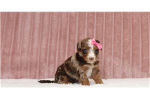 Lexi - Mini Bernedoodle for sale