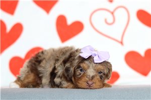 Regina - Bernedoodle, Mini for sale