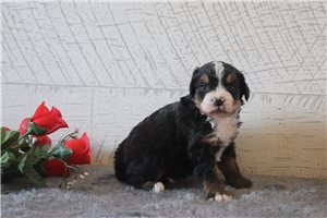 Austin - Bernedoodle, Mini for sale