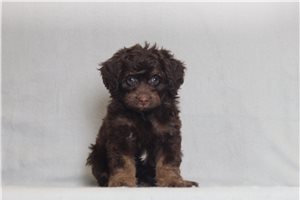 Paul - Bernedoodle, Mini for sale