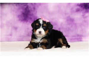 Queenie - Bernedoodle, Mini for sale