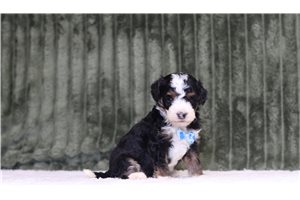 Jimmy - Mini Bernedoodle for sale